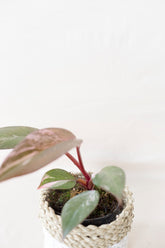 Philodendron pink princess galaxy